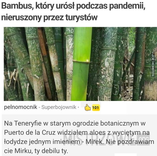 Bambus –  