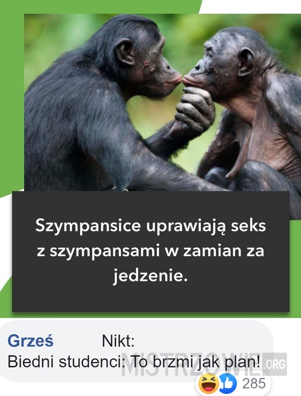 Szympansice –  