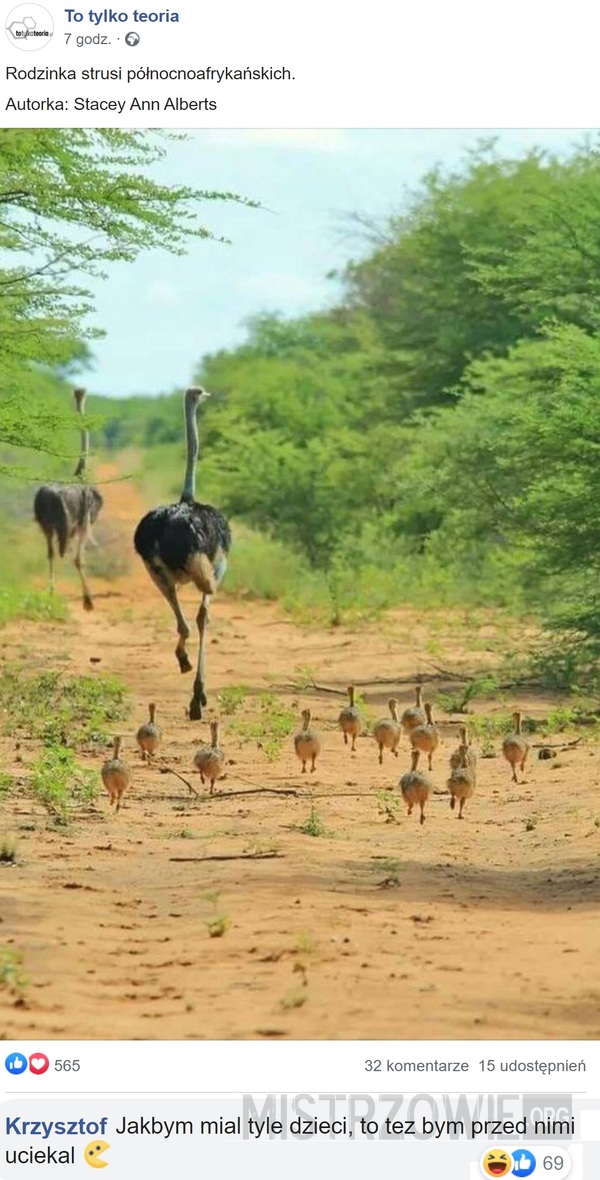 Rodzinka strusi północnoafrykańskich –  