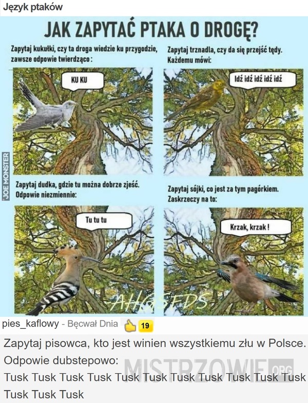 Język ptaków –  