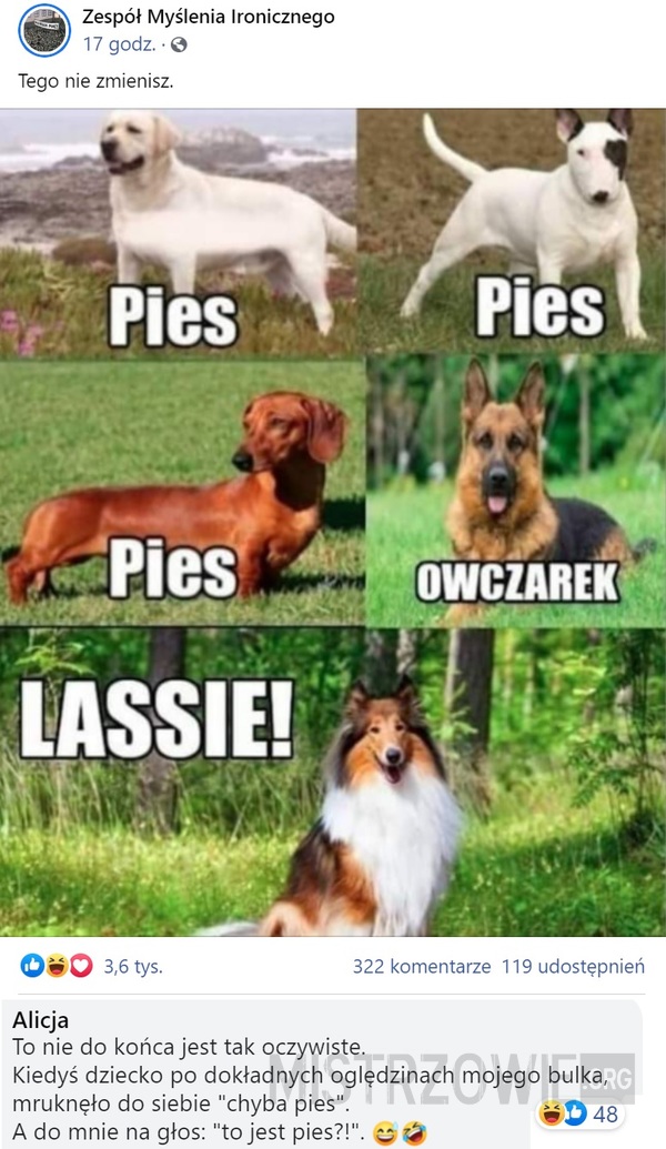 Lassie –  
