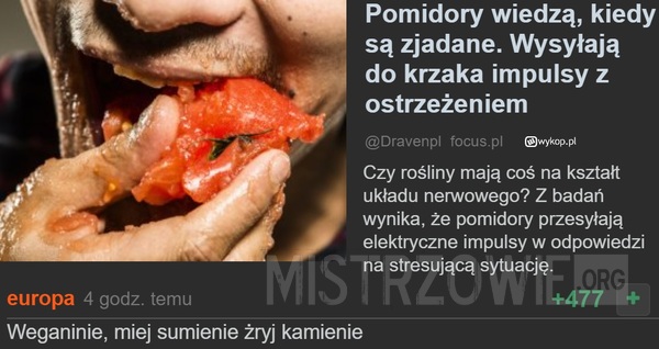 Pomidory –  