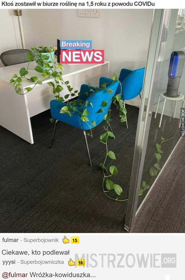 Ktoś zostawił w biurze roślinę na 1,5 roku z powodu COVIDu –  