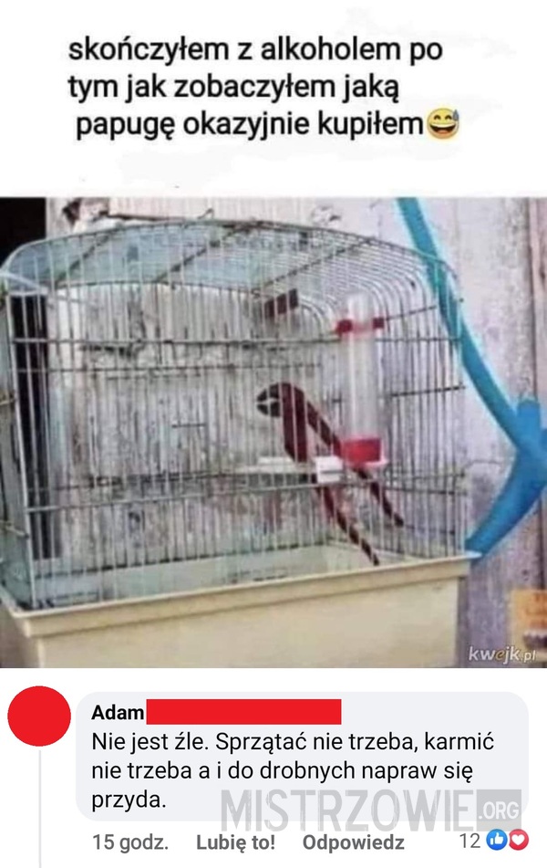 Papuga –  