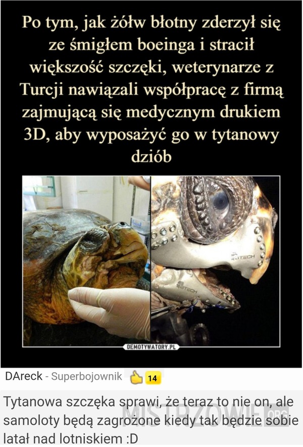 Żółw –  