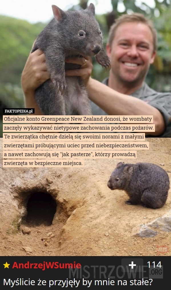 Wombat –  