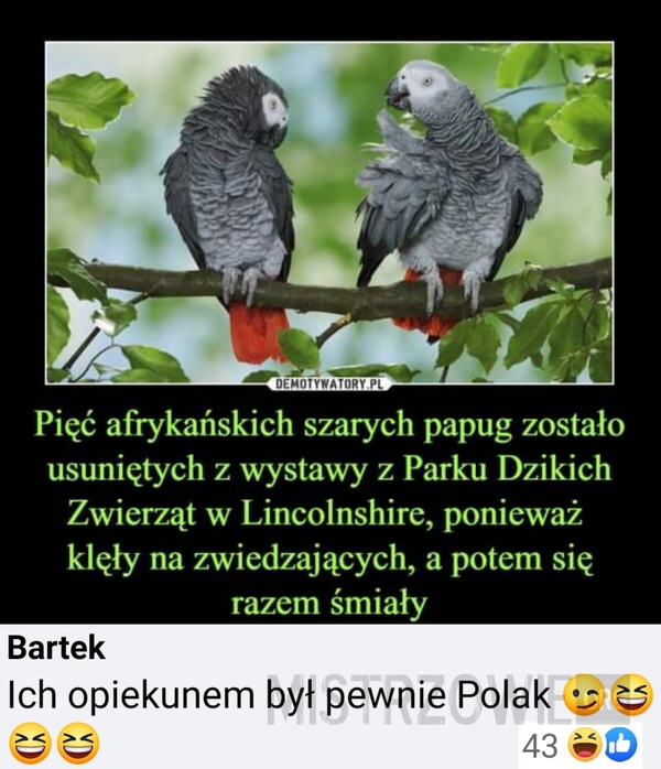 Papugi –  