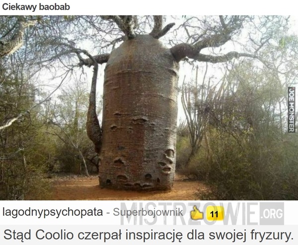 Ciekawy baobab –  