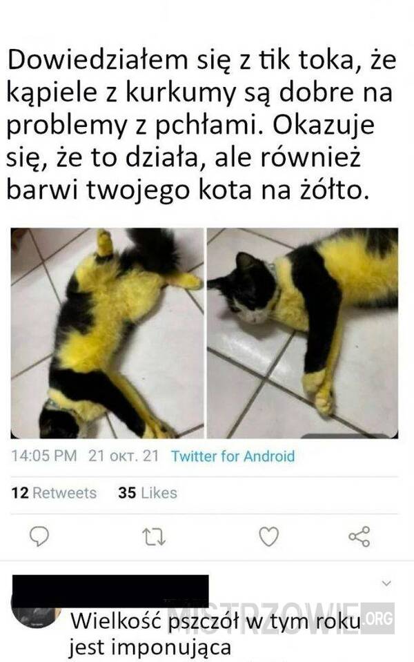 Żółty koteł –  
