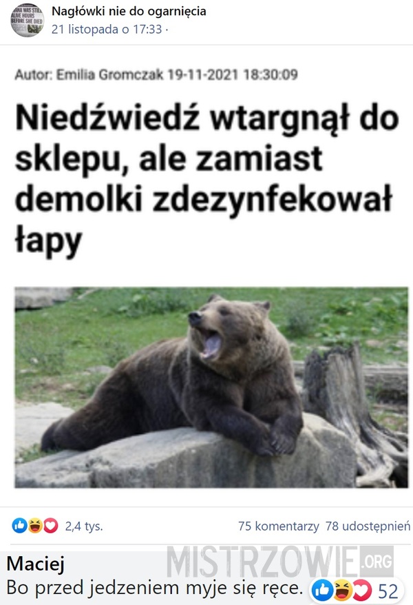 Niedźwiedź –  