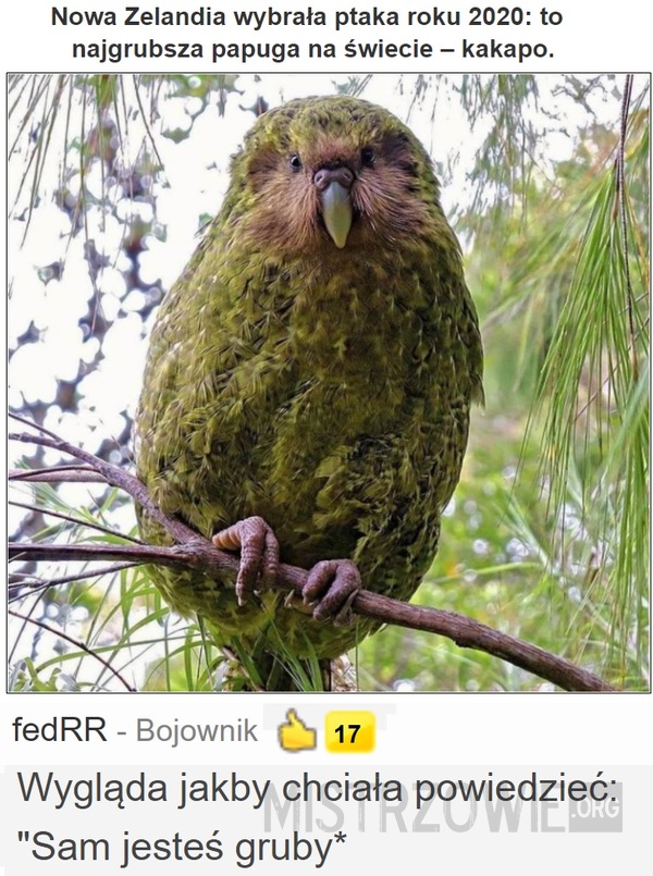 Kakapo –  