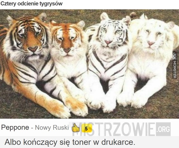 Cztery odcienie tygrysów –  