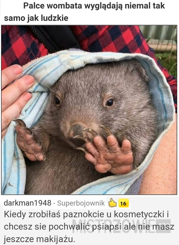 Wombat –  