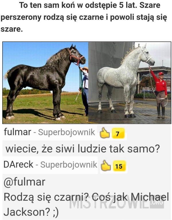 Koń –  