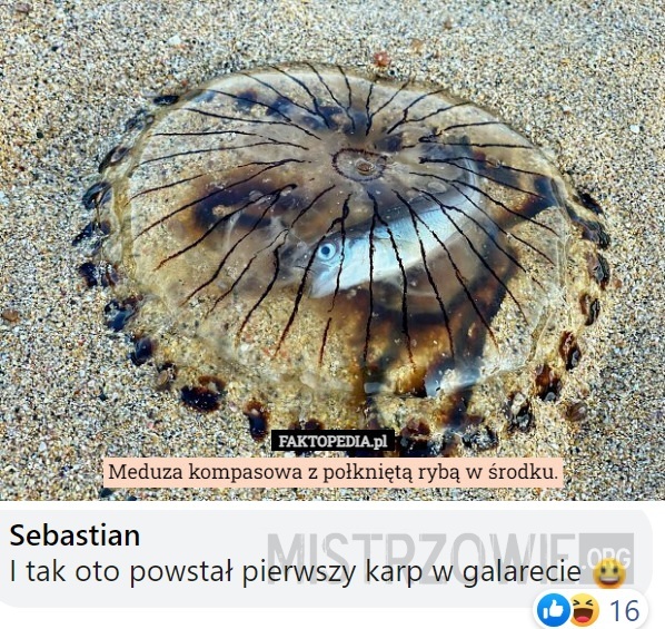 Meduza –  
