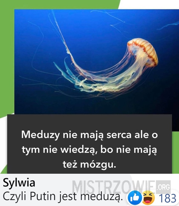 Meduzy –  