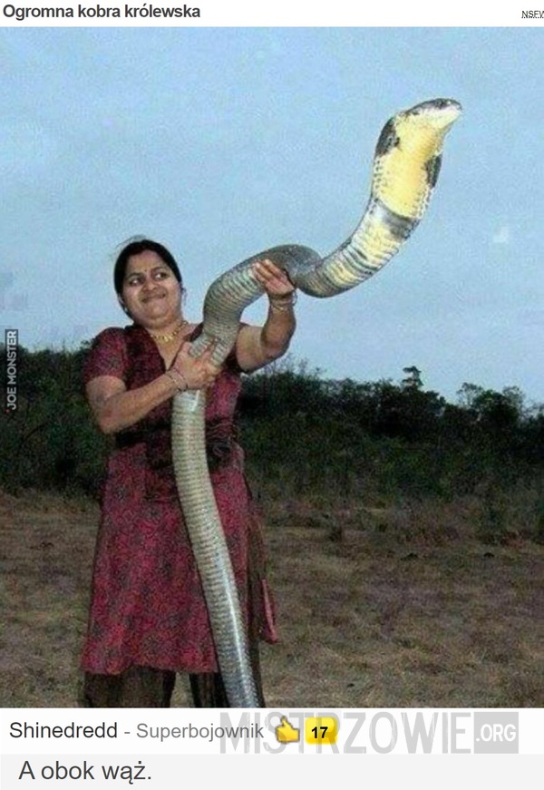 Ogromna kobra królewska –  
