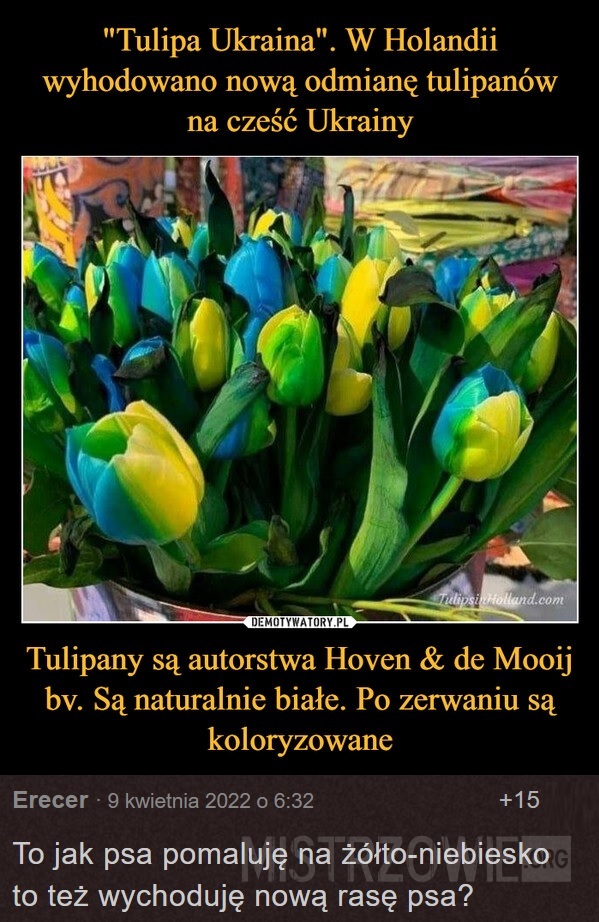 Tulipany –  