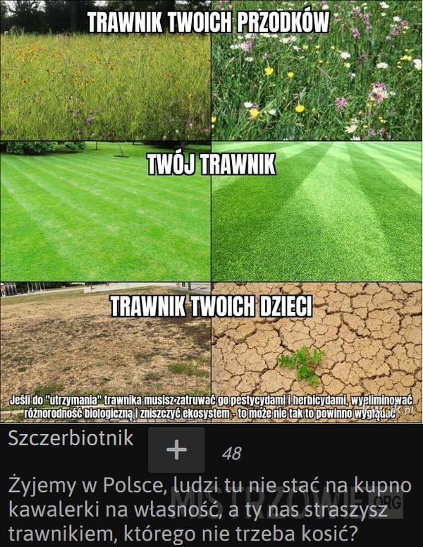 Trawnik –  