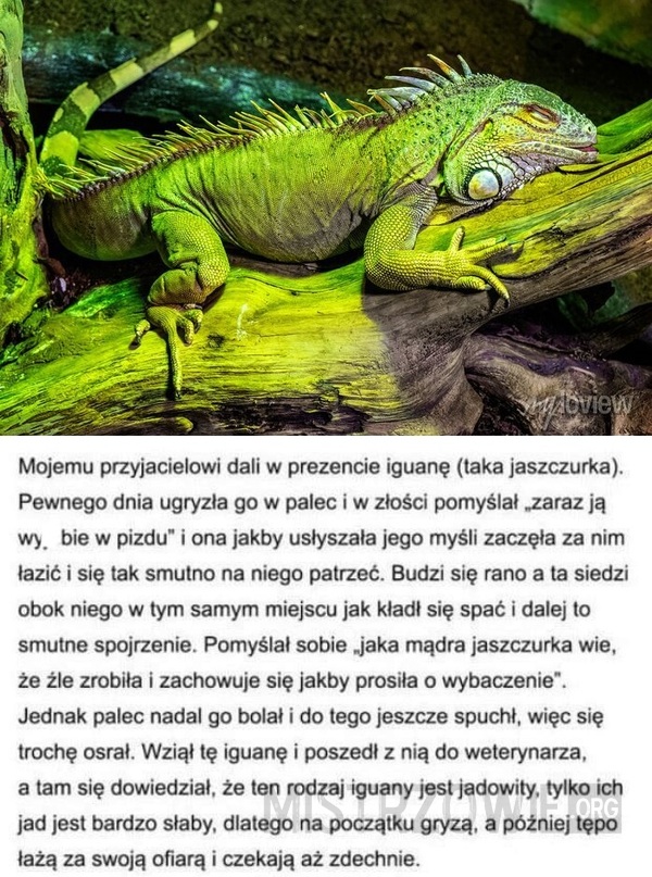 Iguana –  