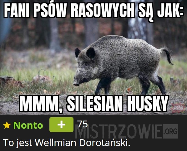 Silesian husky –  