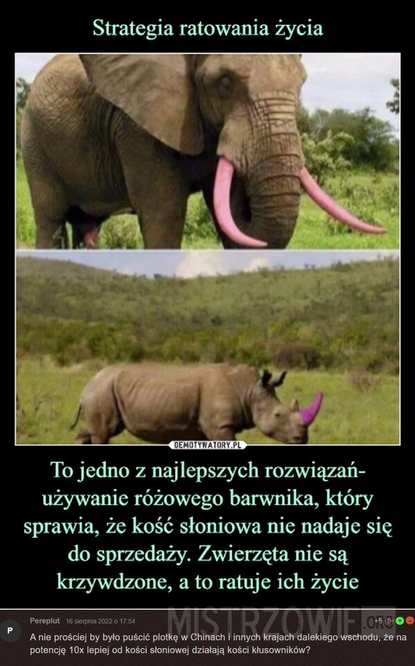 Ratowanie słoni –  