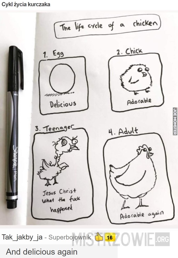 Cykl życia kurczaka –  