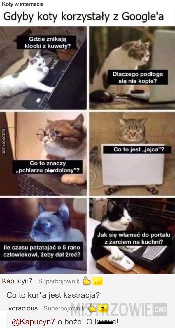 Koty w internecie –  