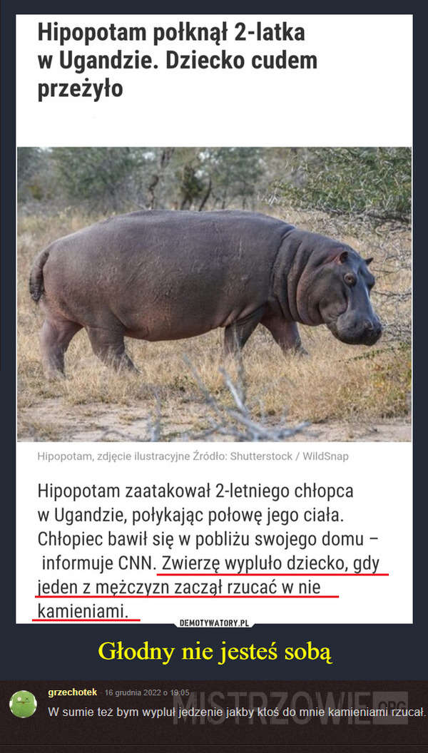 Hipopotam –  