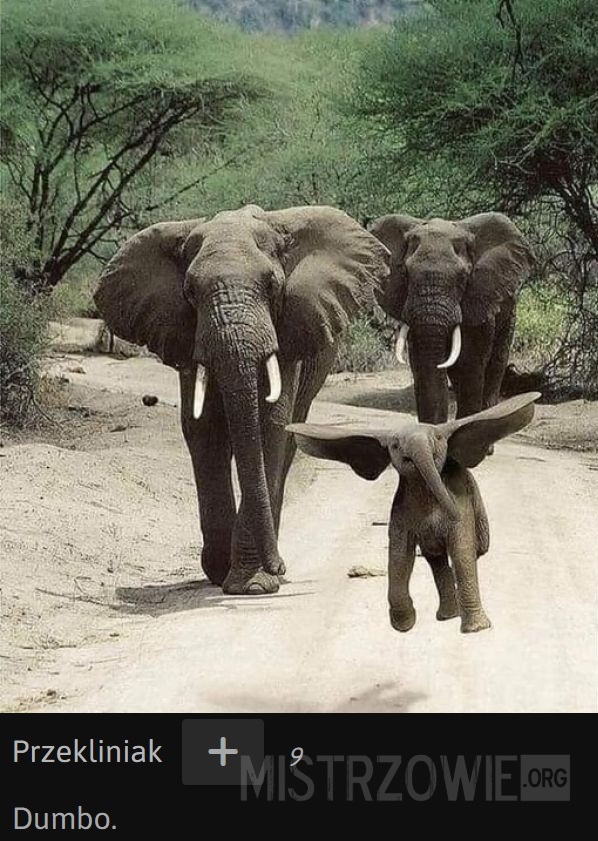 Latające słoniątko –  