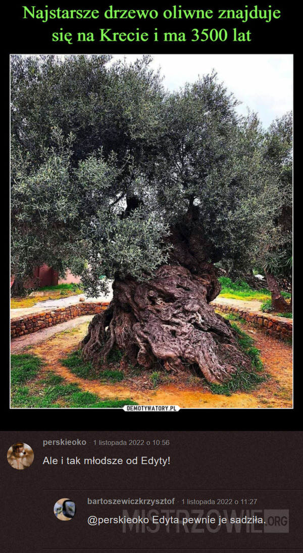 Drzewo oliwne –  