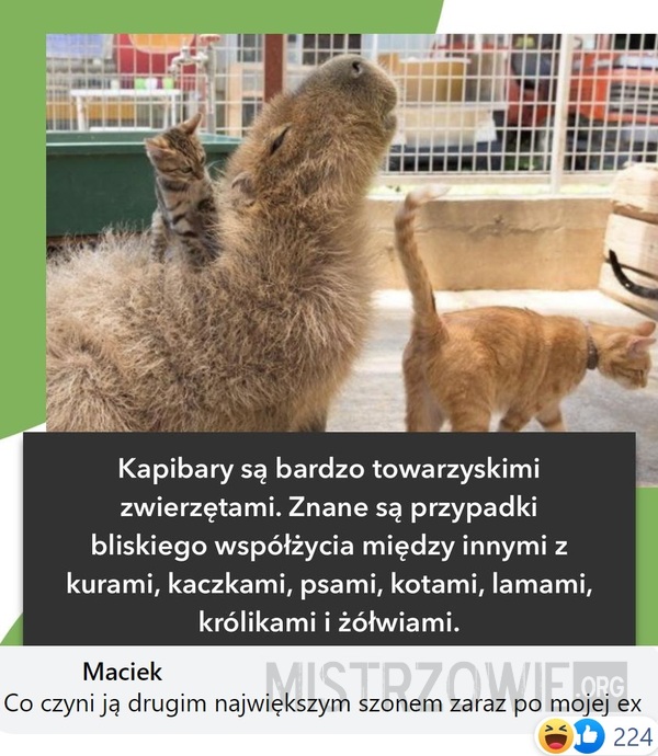 Kapibara –  