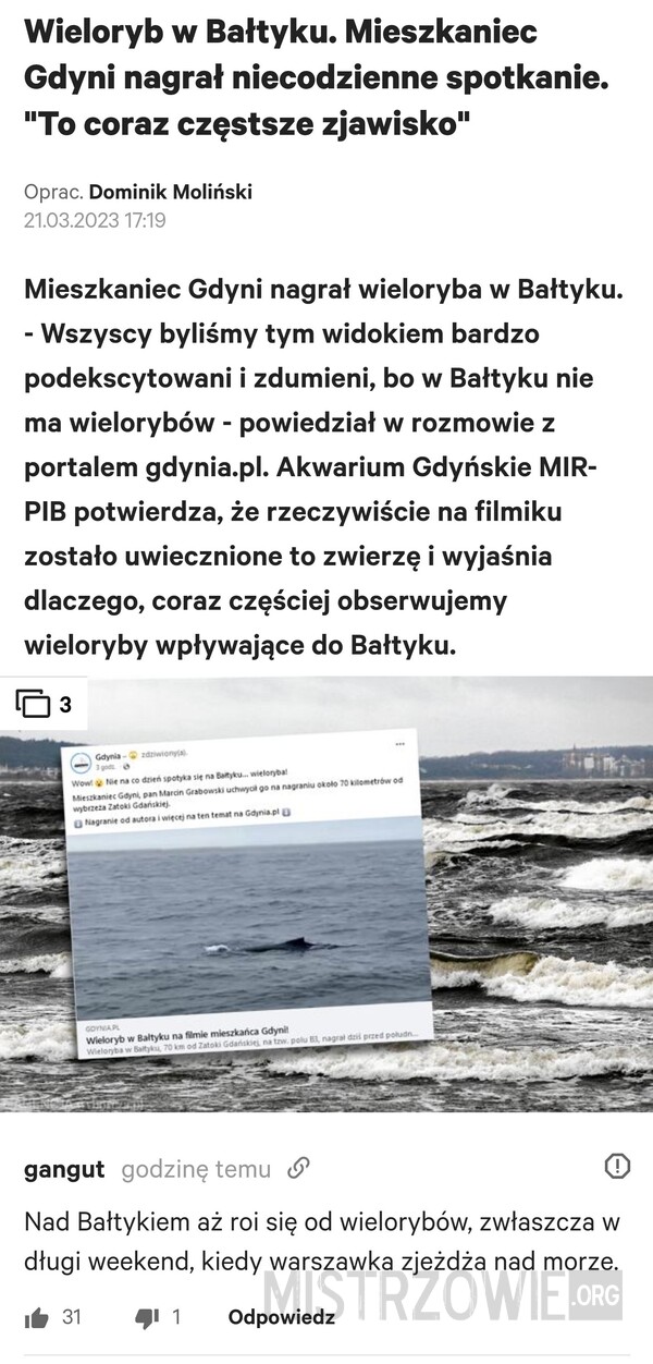 Wieloryb w Bałtyku –  