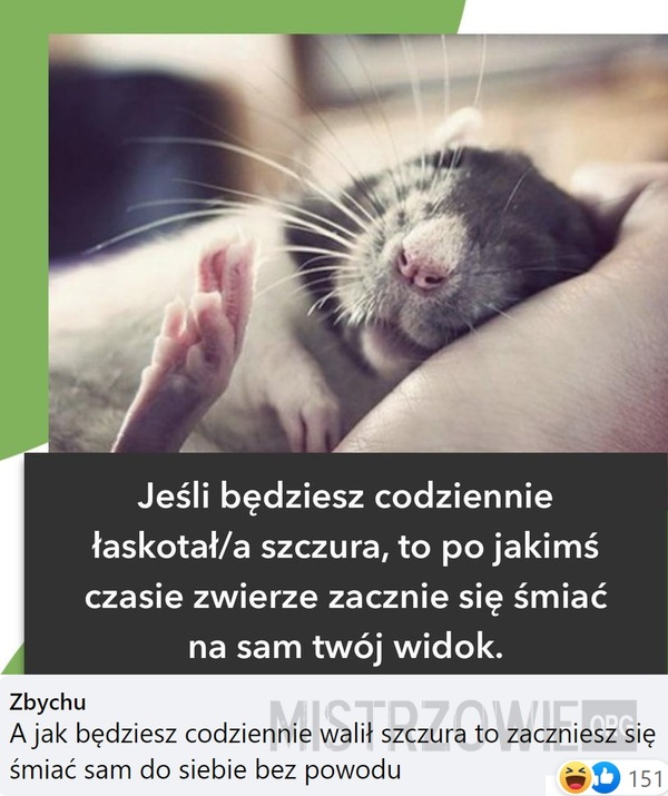Szczur –  