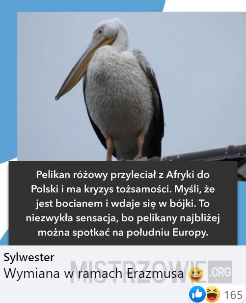 Pelikan –  