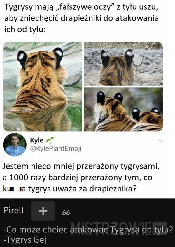 Tygrys –  