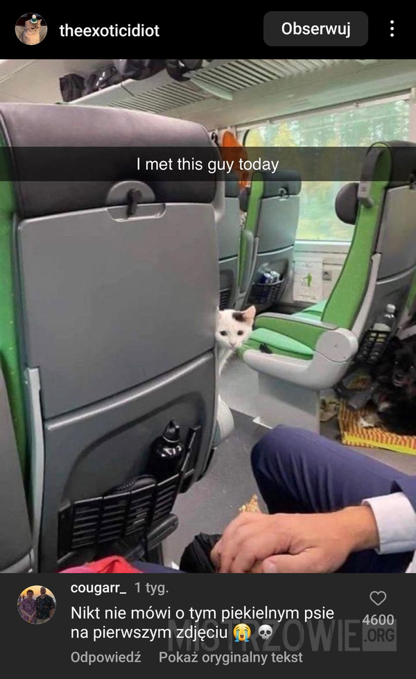 Kotek w pociągu –  