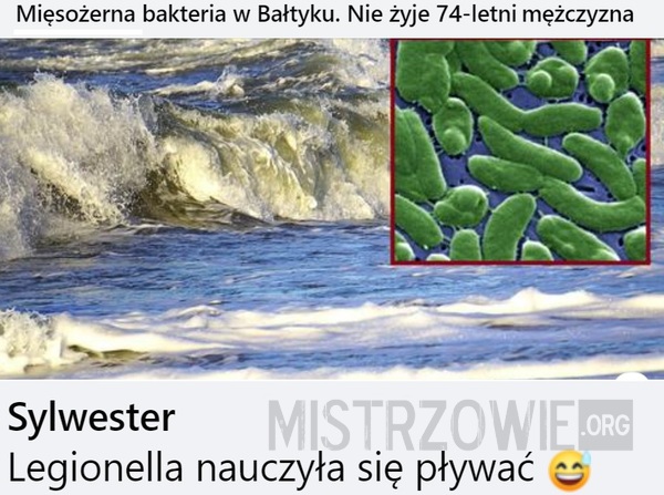 Bakteria –  