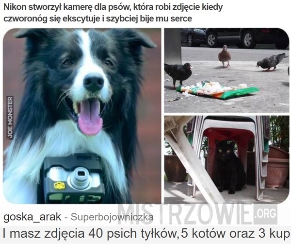 Nikon stworzył kamerę dla psów –  
